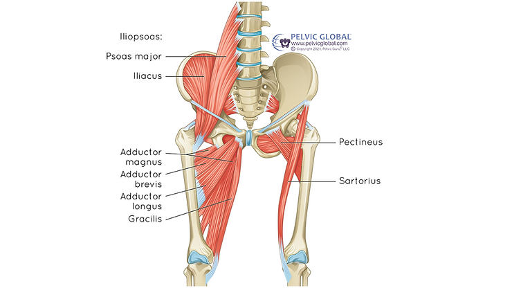 pelvis anatomy with surrounding area