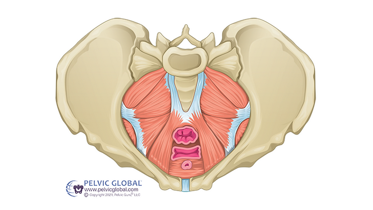 pelvis anatomy