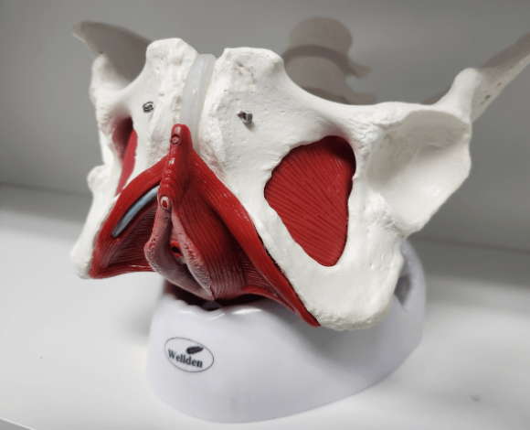 pelvis model